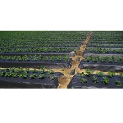 Folie neagra pentru mulcire 100mcr H-1m L-300m flexmag.md
