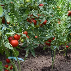 Seră de grădină profesională Demetra Italia, 18m2, 4-4.5-2.5m flexmag.md